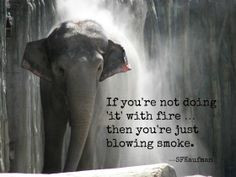 quotes #wisdom #elephant #SFKaufman More