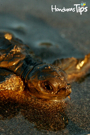 Celebrating World Animal