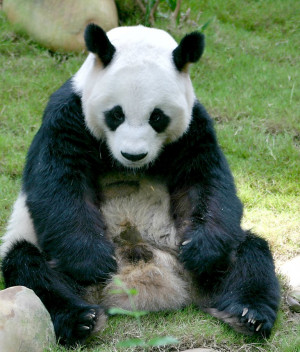 Related Pictures giant panda bear pictures giant panda bear pictures