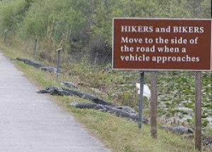 funny crocodile jokes