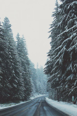of Mt Baker Hwy... Winter Trees, Winter White, Winter Travel, Winter ...