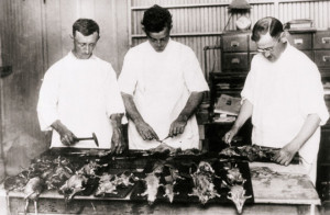 black death bubonic plague rats