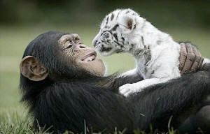 Cool Animal Pix - Friends 01