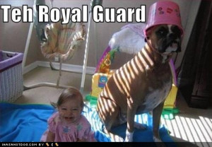 funny-dog-pictures-dog-is-in-the-royal-guard.jpg