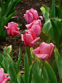 Guarded within the old red wall's embrace,