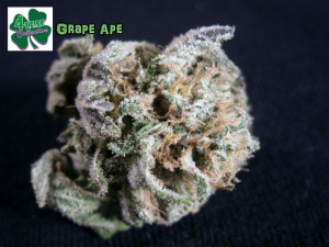 Grape Ape Photos And Strain