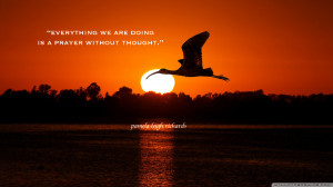 Sunset and Bird Quotes