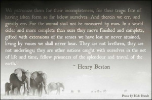 ... quotes about animals and one I wholeheartedly agree with... By Henry