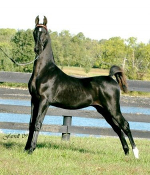 Black American Saddlebred horse- this was the color of the one I rode!