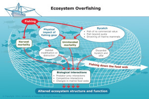 ... in overfishing disturb the ecological balance of marine ecosystems