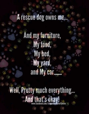 My rescue dog owns me