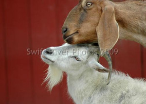 Images Of Animal Sex Video Download Thumbs Fo With Rainpow Picture