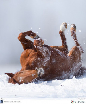 Horse Rolling In The Snow
