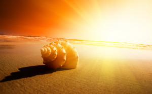 ... - Wallpapers / Photographs - Sunrise and sunset - Seashell and sun