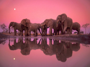 Image: Elephant Party wallpapers and stock photos