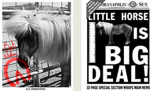 Li'l Sebastian