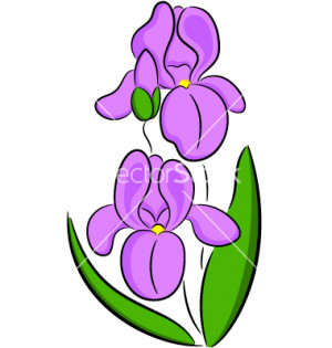 Sketch With Iris Flowers...