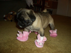 Those little pink rabbit shoes look comfy! #pug #dog #cute #pink # ...