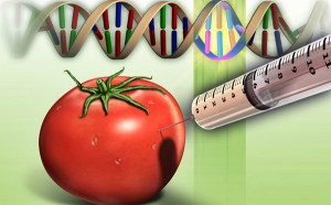 Genetically Modified Organisms: Pros & Cons