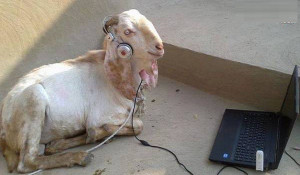 Using loops is cheating.-music-lover-funny-goat.jpg