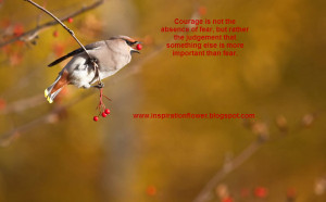 Beautiful Birds Photo Collection...Part 2