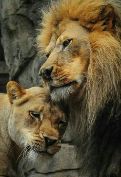 Lion & his lioness