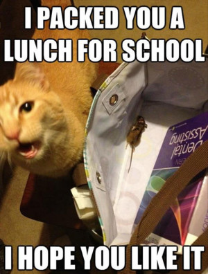 funny cat packed a lunch for school