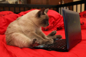 ... ://lolworm.com/wp-content/uploads/2012/10/cat-computer-lolworm.jpg