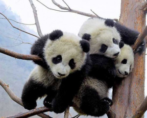 baby panda