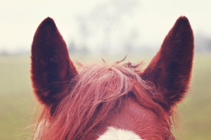 Animals Horses Nature Image