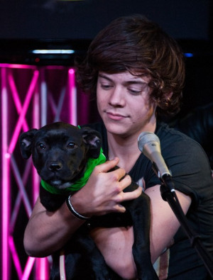Harry Styles irrelevant bECAUSE DOGS wow i'm done
