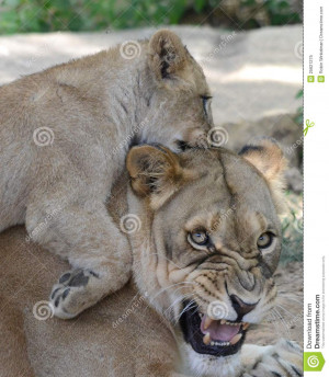 Mother Lion And Her Baby