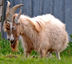Billy Goat Goatee