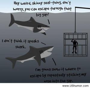 Funny Shark Jokes For Kids Funny animals ics jokes kids