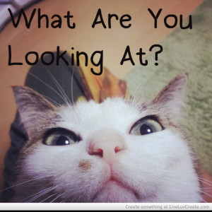 Funny Angry Cat Quotes