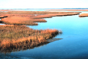 Estuaries encompass broad ecosystems that usually extend many miles ...