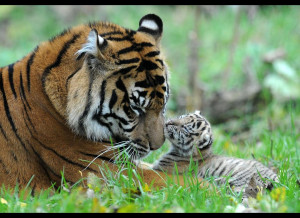With as few as 400 Sumatran tigers left in the wild, zoologists at the ...