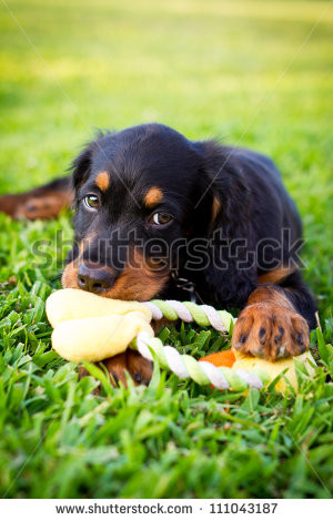 stock-photo-puppy-laying-in-the-grass-chewing-on-a-dog-toy-111043187 ...