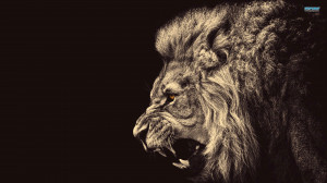 Lion wallpaper 1920x1080
