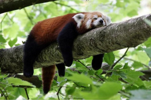 bump on a log. I love it! Sleepy Red, Red Pandas, Pandas Planks, Bears ...