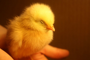 Cute Chicken Baby Chicks