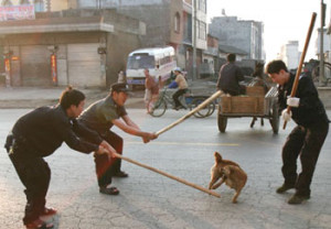 Dog attack - pit bull - what to do?-20061113_dogsurrounded.jpeg