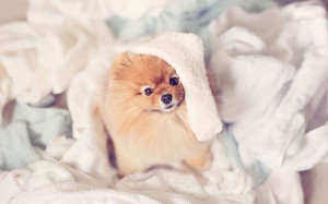Pomeranian Cute Dogs9 Cute Photo of Pomeranian Spitz