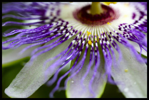 Passiflora (Passion Flower) by Juliet Blankespoor