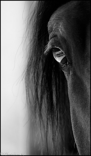 Friesian horse stallion black baroque