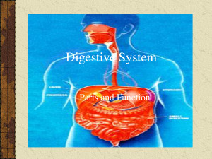 Human Gastrointestinal Tract