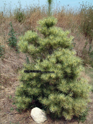 Photo Of Korean Pine Pinus Densiflora Oculus Draconis Uploaded By