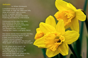Daffodils - a poem by William Wordsworth. Daffodils in photo are by ...
