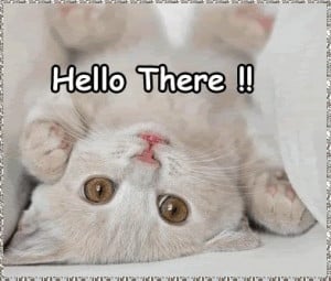 Hallo-hi-good-day-welcome-cute-countess-2-cats-animals-infamous1-Hello ...