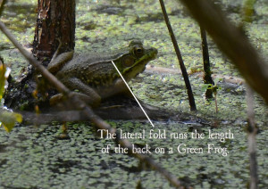 ... Frog and a Bullfrog....and the differences between frogs and toads